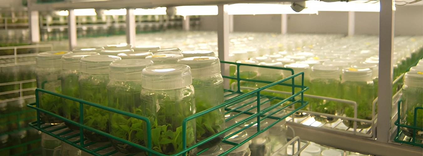 Greenhouse filled with lots of glass jars filled with green plants, illuminated by lights at the top